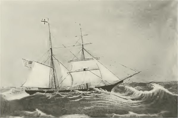 brigcurlew