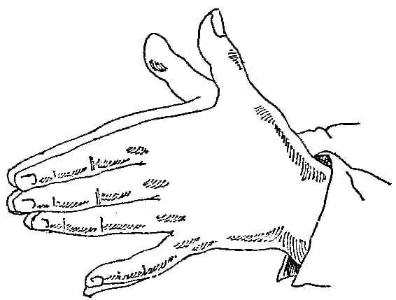 Neapolitan Signs - Sign Language – Access Genealogy