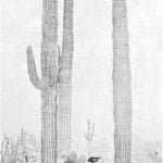 Arizona Giant Cactus