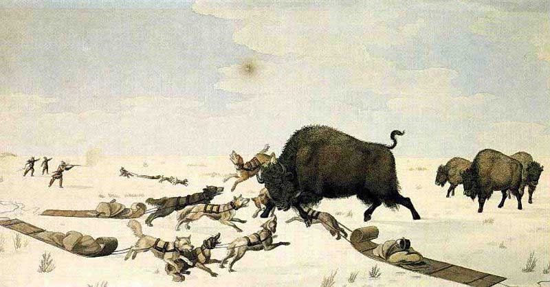 Buffalo hunting on the frozen snow