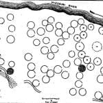 Plan of the Mandan village at Fort Clark