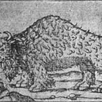 The Buffalo of Gomara, 1554
