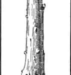 Wooden-club Wooden club