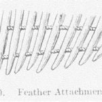 Fig 30 Feather Attachment of Fan