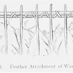Fig. 41. Feather Attachment of Wand
