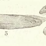 Medaeka Dental and Okum. Fig. 3, 4, 5. Plate VI