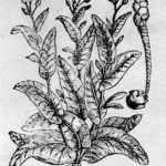 The mild species of tobacco which Rolfe imported from the West Indies