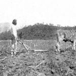 Eastern Cherokee, plowing with 1 steer