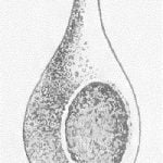 Fig. 23 Drinking Gourd