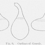 Fig. 9. Outlines of Gourds