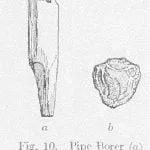 Yuchi Pipe Making 3 Fig. 10. Pipe Borer (a) and Polishing Stone (b)