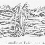 Fig. 6 Bundle of Poisonous Roots