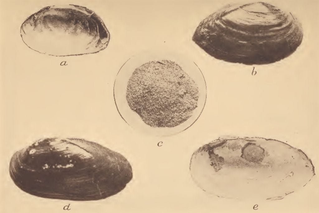 Freshwater mussel shells used for scraping pottery; c, Powdered mussel