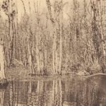 Scene in swamp hunting grounds on Chickahominy River