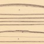 Pamunkey bow and arrows (a) and Mattaponi bow and arrow.