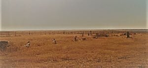 Liberty Cemetery, Carson County, Texas