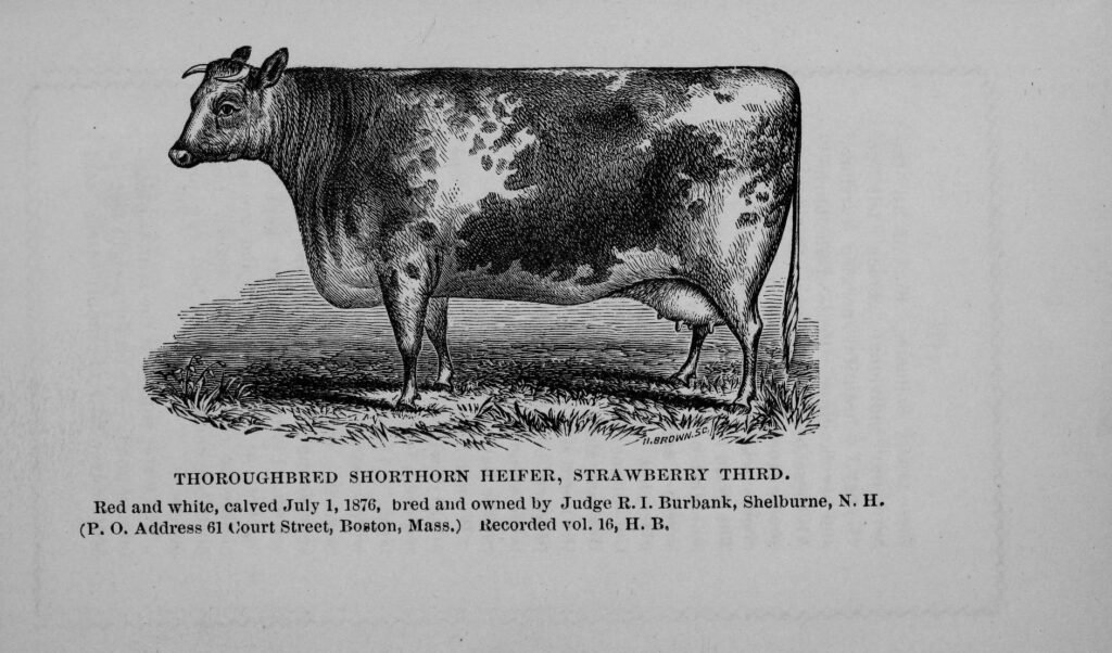History of Shelburne New Hampshire 2 Thouroughbred Shorthorn Heifer, Strawberry Third, owned by Judge R I Burbank, Shelburne, Vermont